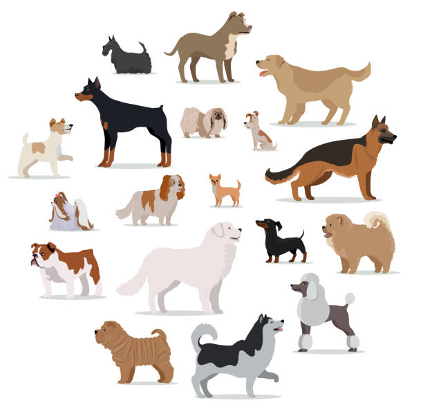 Dogs Breed Set in Cartoon Style Isolated on White. Dogs breed set isolated on white. Collection of big and small puppies. Different types of dogs. Exhibition of popular dog canine species. Pedigreed animals in cartoon style. Vector illustration purebred dog stock illustrations