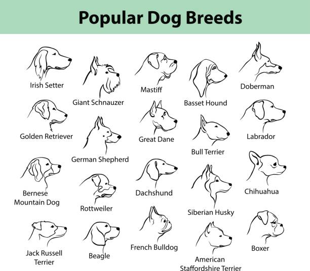 dogs breeds outline portraits, faces dogs breeds outline portraits, faces purebred dog stock illustrations