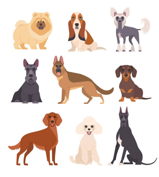 Dogs collection. Vector illustration of various breeds of dogs, such as chow chow, mini poodle, basset hound, chinese crested dog and other. Isolated on white. basset hound stock illustrations