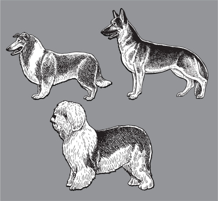 Dogs - Herding, Old English Sheep Dog, Collie, German Shepherd