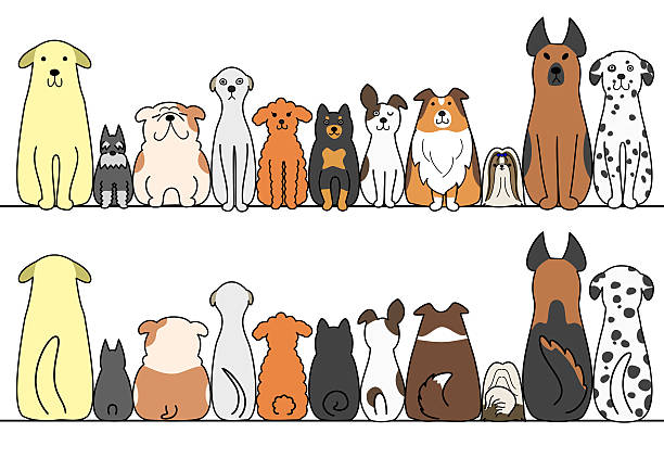 illustrazioni stock, clip art, cartoni animati e icone di tendenza di cani in fila con spazio copia, anteriore e posteriore - allevatore