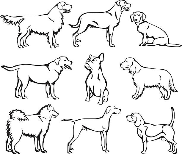 Dogs Line Art Set Group of vector line art dogs. dog drawings stock illustrations