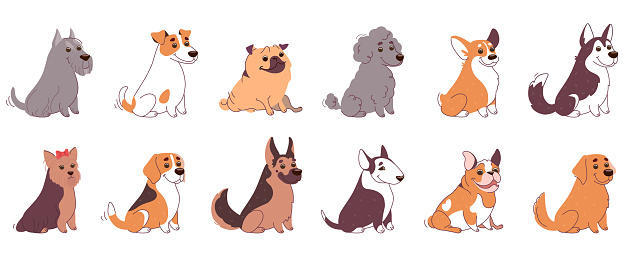 Dogs of different breeds collection. Husky, Labrador, Bull Terrier, Welsh Corgi, Poodle, Pug, Bulldog, German Shepherd, Jack Russell Terrier, Schnauzer and Yorkshire Terrier. Vector set in flat style.
