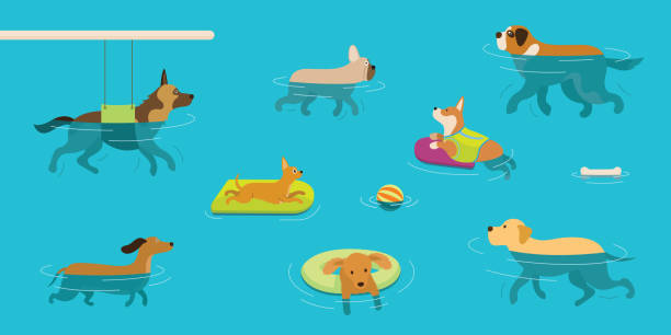Dogs Swimming in Water or Pool vector art illustration