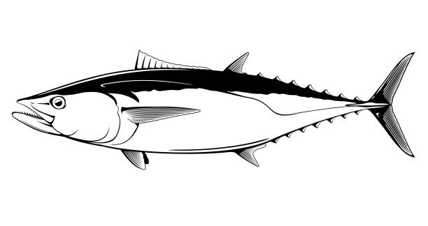 illustrazioni stock, clip art, cartoni animati e icone di tendenza di tonno dogtooth bianco e nero - tonnetto