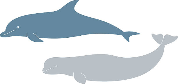 illustrations, cliparts, dessins animés et icônes de dauphin. béluga - beluga