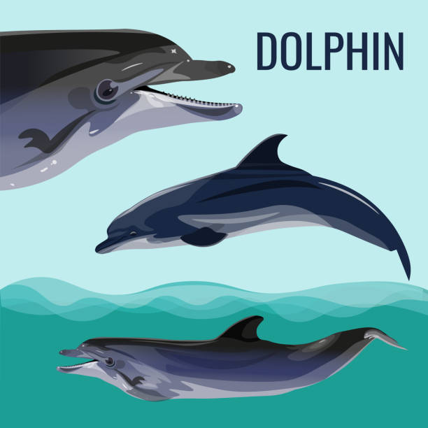 Dolphin set vector Dolphin set. Vector illustration isolated on blue background stylized underwater nature set of icons stock illustrations