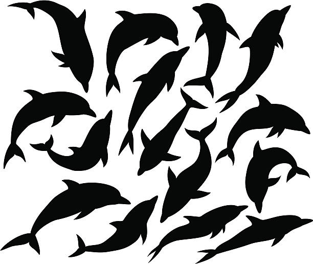 かわいいイルカ枠の無料イラスト素材 イラストイメージ イルカとバスケットボールのtシャツ デザインtシャツ通販 Tシャツ