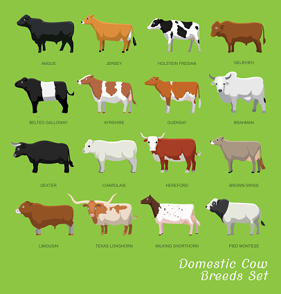 Domestic Cow Breeds Set Cartoon Vector Illustration