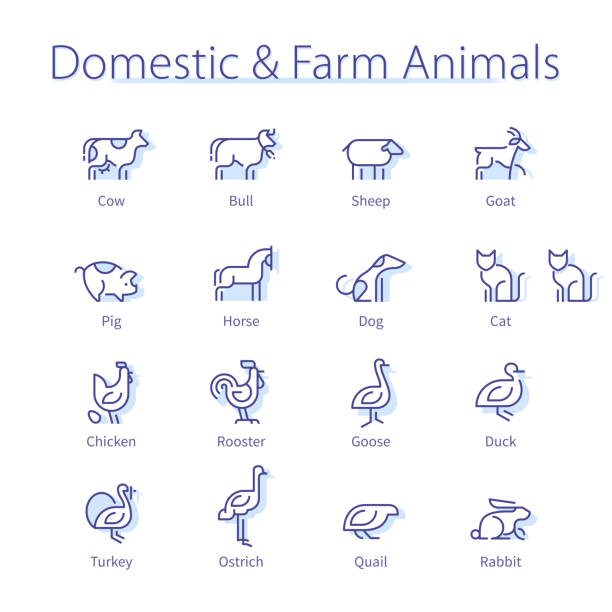 Domestic & farm animals. Cow, dog, sheep, cat, chicken, goat, horse, pig, quail, cock, rooster thin line icons set. Agriculture & farming cattle, poultry livestock linear vector illustrations Domestic & farm animals. Cow, dog, sheep, cat, chicken, goat, horse, pig, quail, cock, rooster thin line icons set. Agriculture & farming cattle, poultry livestock isolated linear flat vector illustrations outlines of an ostrich stock illustrations