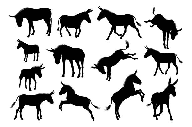 Donkey Animal Silhouettes Set A set of detailed high quality donkey farm animal silhouettes horse clipart stock illustrations