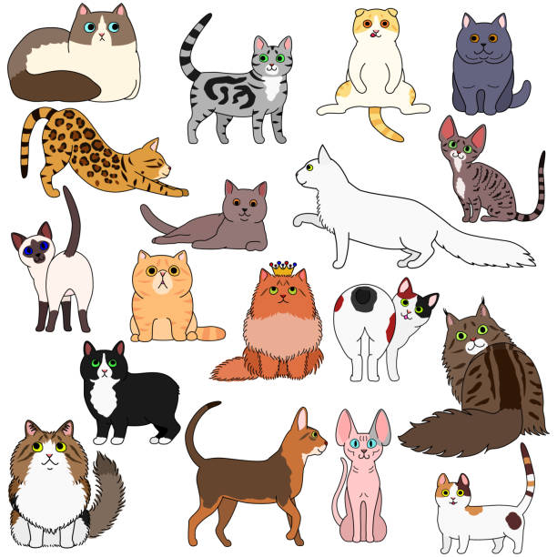 ilustraciones, imágenes clip art, dibujos animados e iconos de stock de doodle de varios gatos - bengals
