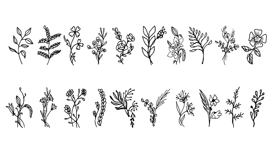 Doodle set of herbs, bouquets, flowers, plants on a white background isolated.