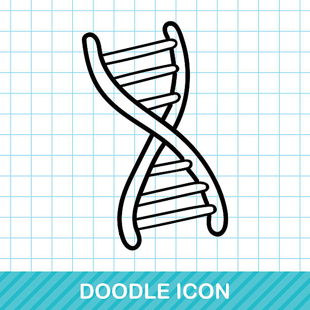 DNA doodle DNA doodle dna drawings stock illustrations