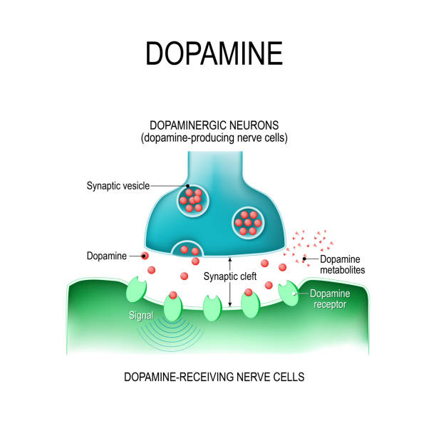 Dopamine. two neurons with  receptors, and synaptic cleft with dopamine. Dopamine. two neurons (dopamine-producing and dopamine-receiving nerve cells),  receptors, and synaptic cleft with dopamine. receptor stock illustrations
