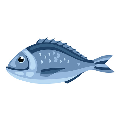 Dorada fish. Isolated illustration of seafood on white background