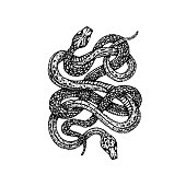 Dotwork Two Snakes. Vector Illustration of T-shirt Design. Tattoo Hand Drawn Sketch.