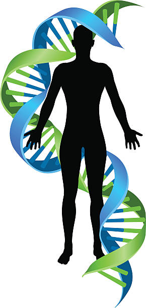 Double Helix DNA Chromosome Strand Human Figure A conceptual graphic of a human person figure silhouette with a double Helix DNA genetics chromosome strand dna silhouettes stock illustrations