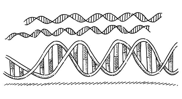 DNA Double Helix Symbol Drawing Hand-drawn vector drawing of a DNA Double Helix Symbol. Black-and-White sketch on a transparent background (.eps-file). Included files are EPS (v10) and Hi-Res JPG. dna drawings stock illustrations