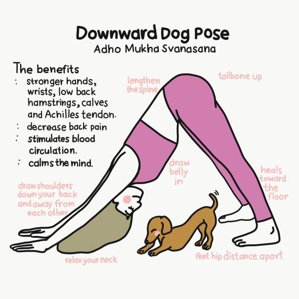 Downward Dog yoga pose and benefits cartoon vector illustration Downward Dog yoga pose and benefits cartoon vector illustration benefits of exercise infographics stock illustrations