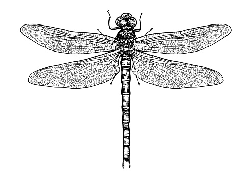 Dragonfly illustration, engraving, drawing, ink, vector