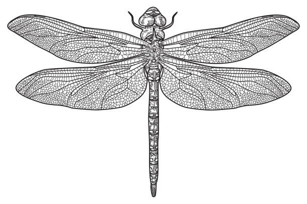 Dragonfly Overhead view of a dragonfly. Extremely detailed drawing. dragonfly stock illustrations