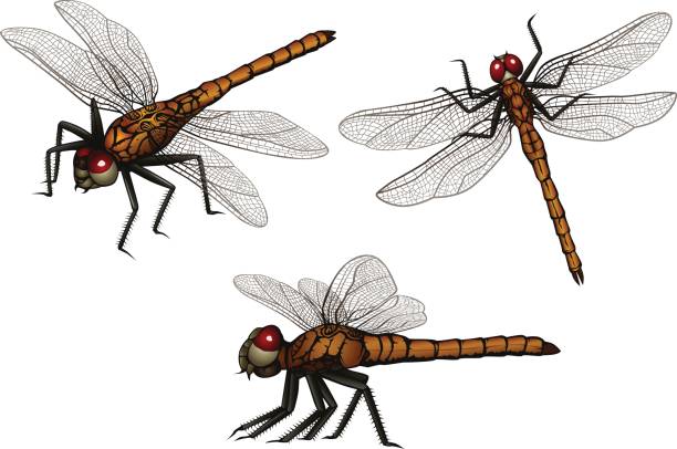 dragonfly vector art illustration