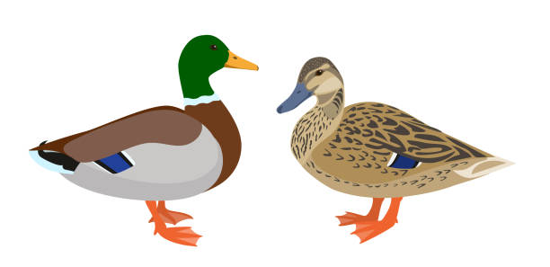 Drake and hen ducks isolated on white background Pair of mallard ducks, vector illustration drake stock illustrations