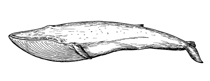Drawing of blue whale - hand sketch of water mammal