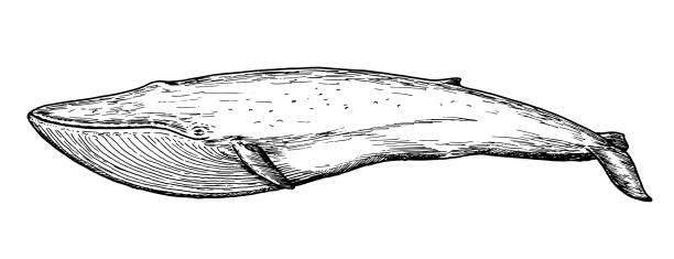 bildbanksillustrationer, clip art samt tecknat material och ikoner med ritning av blåval - handskiss av vatten däggdjur - blue whale