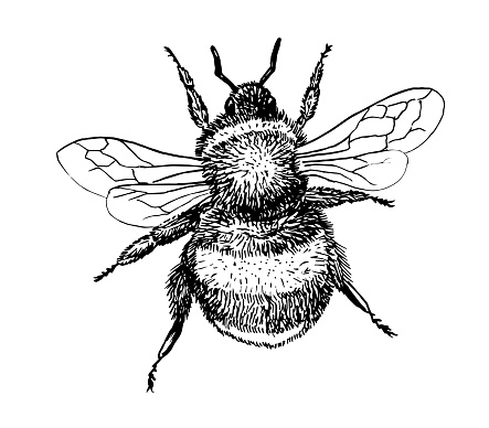 Drawing of bumblebee - hand sketch of insect, black and white illustration
