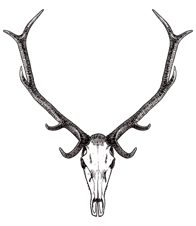 Drawing of deer's skull and antlers