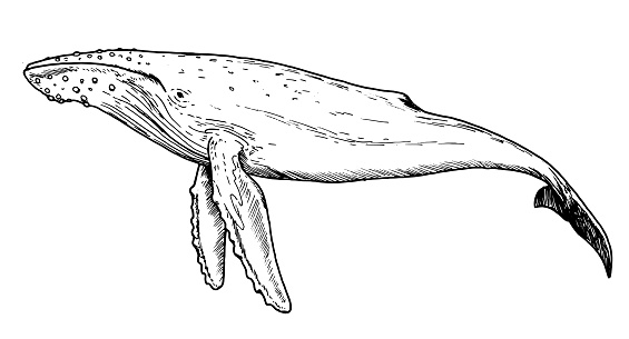 Drawing of humpback whale - hand sketch of water mammal