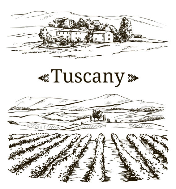illustrations, cliparts, dessins animés et icônes de dessin du paysage et des vignobles de la province italienne de la toscane - vigne gravure
