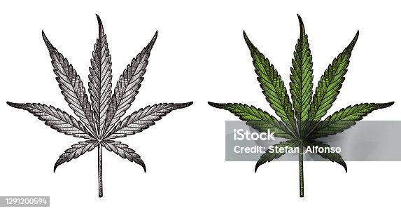 istock Drawing of marijuana leaf 1291200594