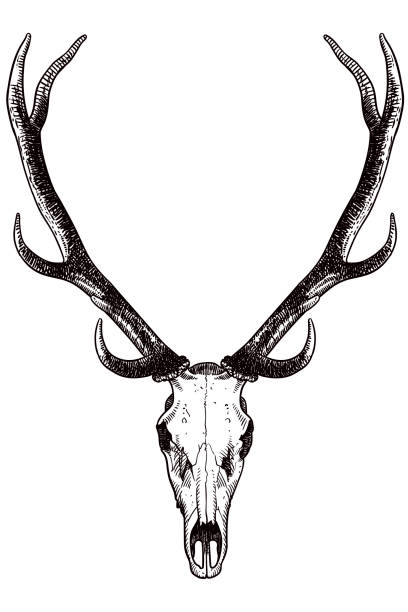 bildbanksillustrationer, clip art samt tecknat material och ikoner med ritning av skalle och horn av ett rådjur - deer dead