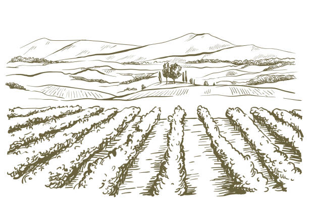 drawing of the landscape of the Italian province of Tuscany landscape drawing of the Italian province of Tuscany on a white background agricultural field illustrations stock illustrations