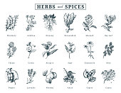 Drawn herbs and spices vector set. Botanical illustrations of organic, eco plants. Used for farm sticker, shop label etc.