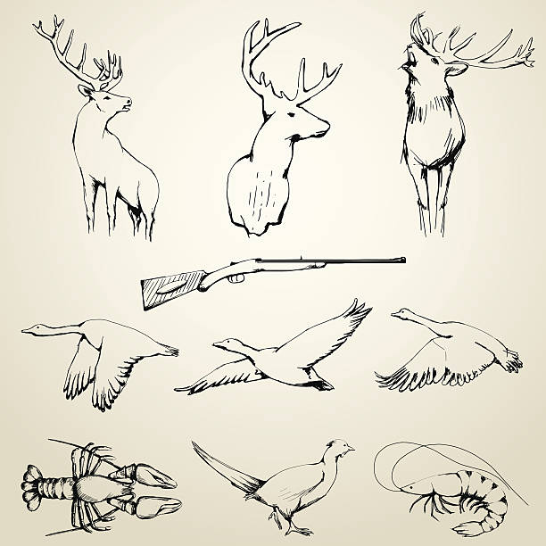 bildbanksillustrationer, clip art samt tecknat material och ikoner med drawn wild animals collection - rådjur