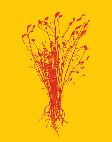 Bunch of Dried, dead flowers vector