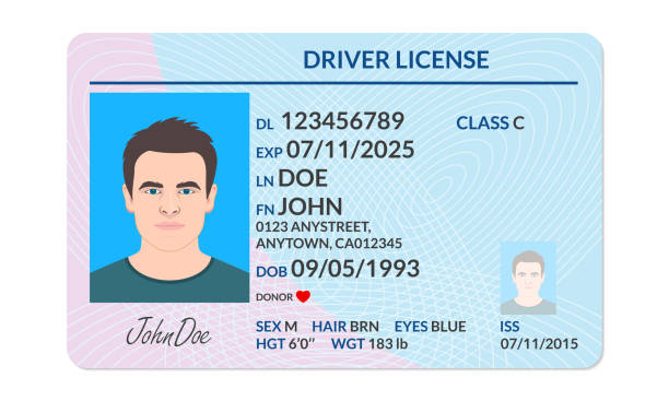 ilustrações de stock, clip art, desenhos animados e ícones de driver license with male photo. identification or id card template. vector illustration. - driving