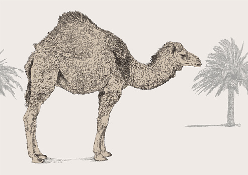 Dromedary Camel Desert