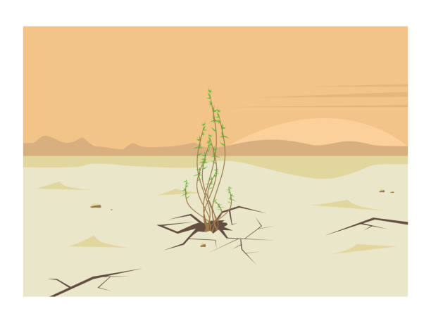 засуха в пустыне. зеленый росток растет из земли или песка. завод, куст и сухой, трещины почвы, земли. скипепт новой жизни. пейзаж с закатом ил - drought stock illustrations