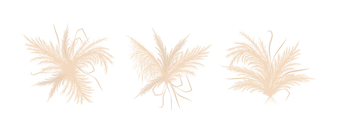 Dry pampas grass. Set of wedding bouquets design. Beige cortaderia in boho style. Vector flowers isolated on white background. Trendy elements for invitations, postcards, social media, stickers