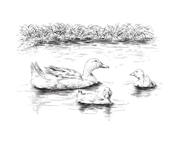 duck and ducklings hand drawing sketch engraving illustration style duck and ducklings hand drawing sketch engraving illustration style vector duck pond stock illustrations