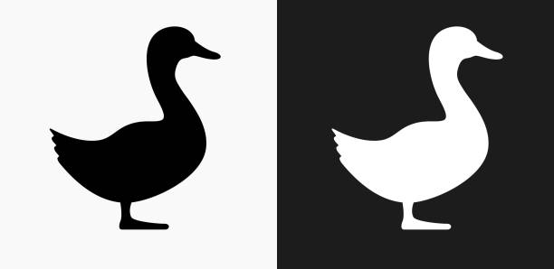 Duck Icon on Black and White Vector Backgrounds Duck Icon on Black and White Vector Backgrounds. This vector illustration includes two variations of the icon one in black on a light background on the left and another version in white on a dark background positioned on the right. The vector icon is simple yet elegant and can be used in a variety of ways including website or mobile application icon. This royalty free image is 100% vector based and all design elements can be scaled to any size. duck stock illustrations