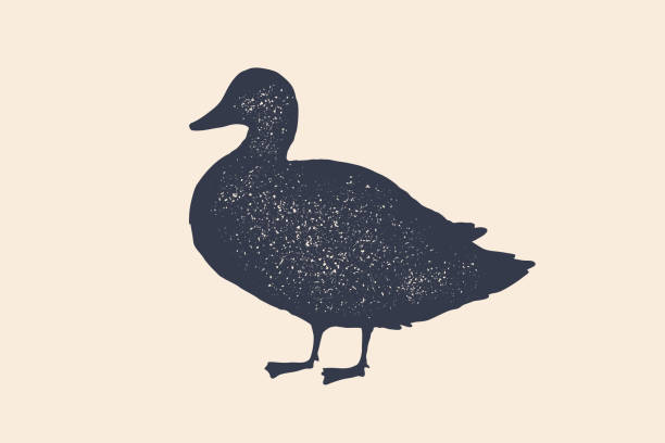 stockillustraties, clipart, cartoons en iconen met eend, silhouet. vintage logo, retro print, poster - eend watervogel