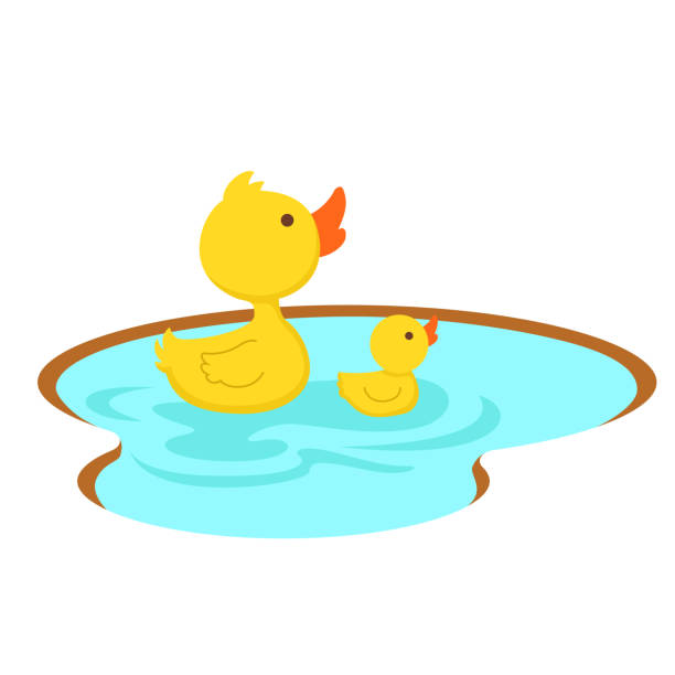 duck swimming in the pond,illustration. duck swimming in the pond,vector illustration. duck pond stock illustrations