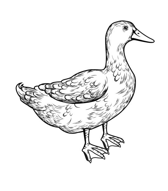 Duck Vector illustration of a duck in black and white vintage style foie gras stock illustrations