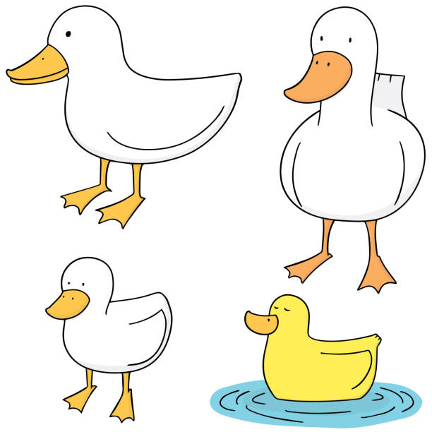 duck vector set of duck drake stock illustrations